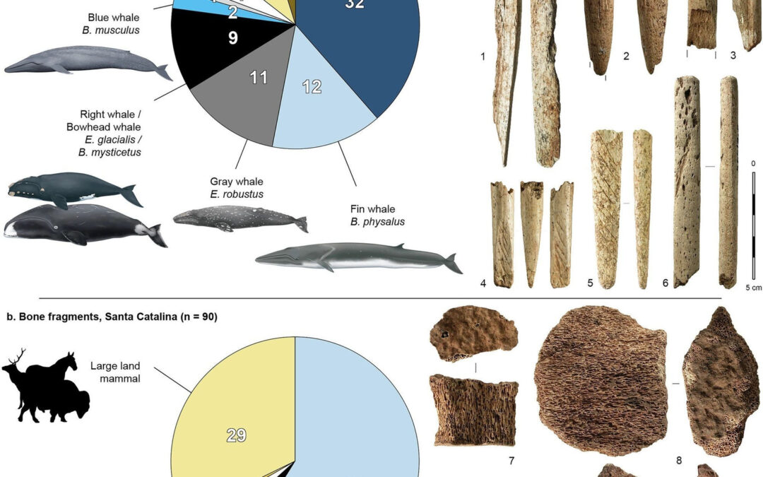 New Study Reveals Earliest Evidence of Whale Bone Working in Late Paleolithic Europe