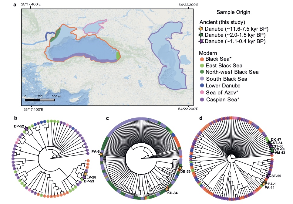 Continuous mitochondrial diversity of Danube sturgeon species over millennia